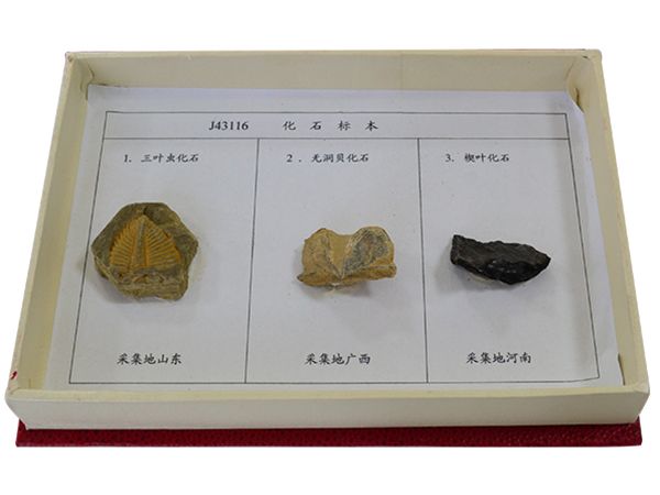 化石標本