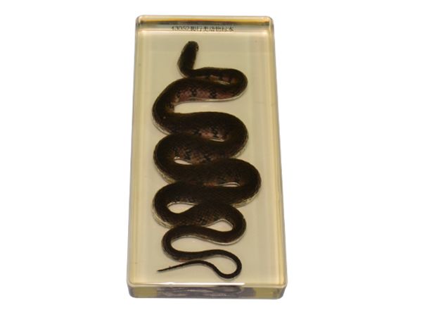 爬行類(lèi)包埋標(biāo)本