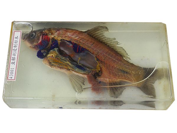 魚(yú)解剖浸制標(biāo)本