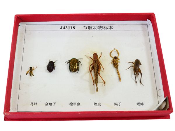 節(jié)肢動物標本